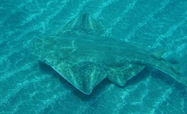 Tiburón "invisible": una especie marina a punto de extinguirse