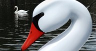 'Destructive' swans in the crosshairs as California allows hunting