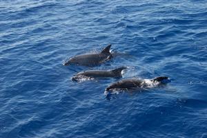 Alarming research reveals why dolphins are dying younger