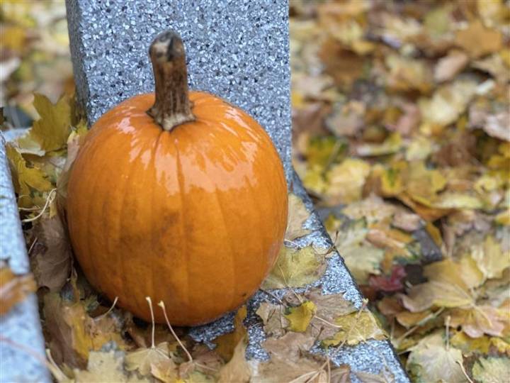 Rainfall warning soaks Halloween spirits ahead of cloudy Sunday for Montrealers heading to the polls