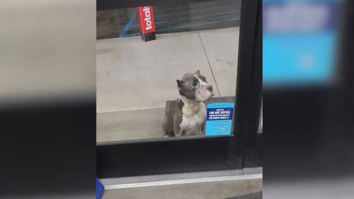 Virginia Dog In Need Waits Outside Dollar Store, Desperate To Be Noticed