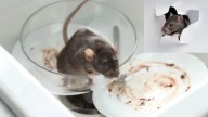 Say Goodbye To Rats! This Simple Kitchen Trick Keeps Your Home Rodent
