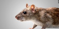 Rats & mice ready to move in across the Ozarks