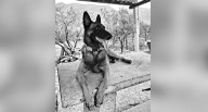 Muere Odín, destacado perro rescatista de Protección Civil NL
