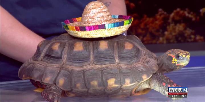 Mill Mountain Zoo discusses Halloween ZooBoo event