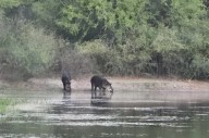Hallazgo histórico en el Parque Nacional Copo: aparece pareja de tapires y todos celebraron