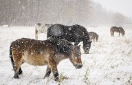 Early snow in Manitoba makes for messy roads, power outages