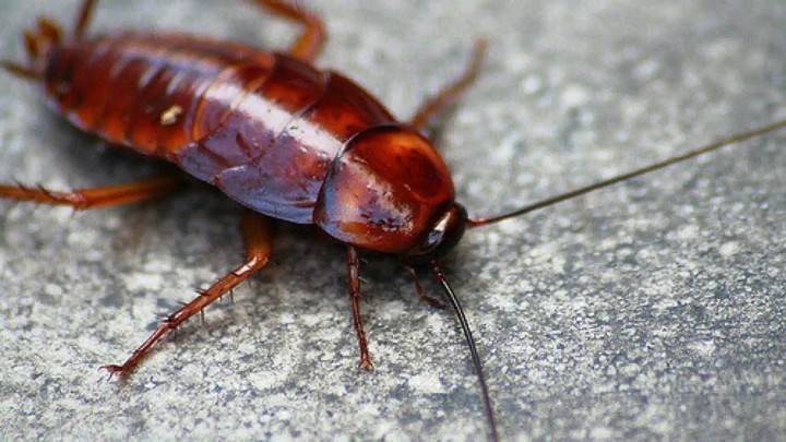 Cucaracha