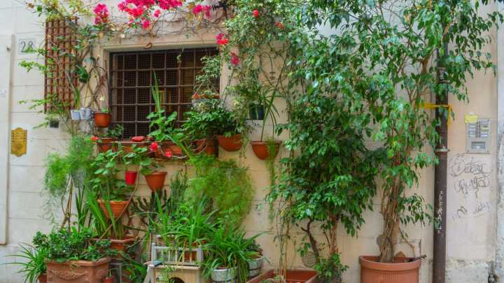 Los vecinos le destrozan las plantas de su ventana en Cuenca y la 'venganza' que planea es aplaudida por el resto: “Mala suerte”