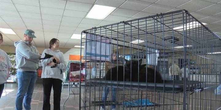 Subaru’s “Love-A-Pet” event helps animals find their forever home