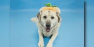 Meet Ivy, a gentle giant looking for a loving fur