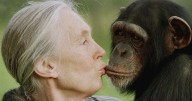 Jane Goodall dies at 91