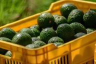 Jalisco suma tres municipios y un área agroecológica como zonas libres de barrenadores del aguacate