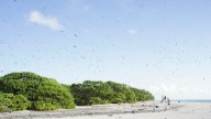 Islands restored to former paradise after rats removed