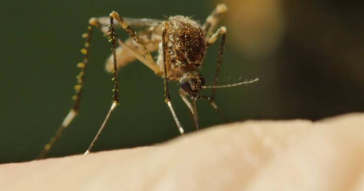 Nogales-area siblings contract dengue fever