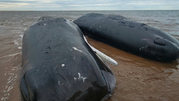 Response group confirms 3rd sperm whale has died off P.E.I.'s North Shore
