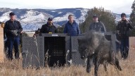 Trump administration tells Colorado wolves must come from U.S. Rockies states, not Canada