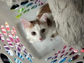 Two cats abandoned in laundry basket in Ledyard