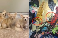 11 Dogs and 2 Cats Rescued from Hoarding Conditions in Abandoned Apartment