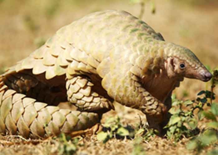 Pangolin smuggling racket busted in Gujarat’s Rajkot, three arrested