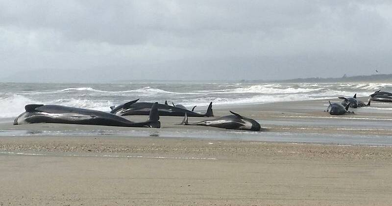 Dozens of pilot whales die after stranding on NZ beach