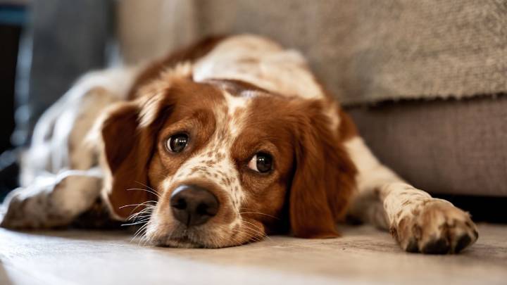 The most dangerous foods for dogs – including ones you didn't know about
