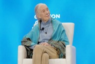Jane Goodall, Chimpanzee Expert, Dead at 91