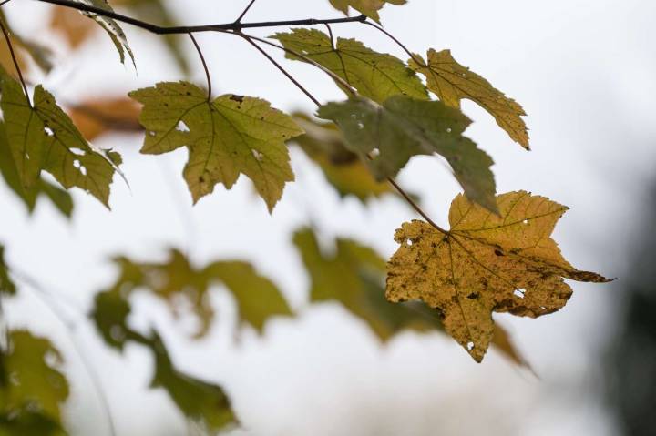Leaf disposal area open to Butler city residents