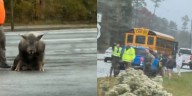 Pigs in the road cause trafffic to slow down, vehicle crashes into the back of Craven County School bus