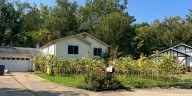 Judge rules against St. Peters man’s sunflower garden