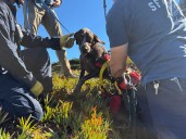 Dog kisses rescuers after being plucked from side of cliff