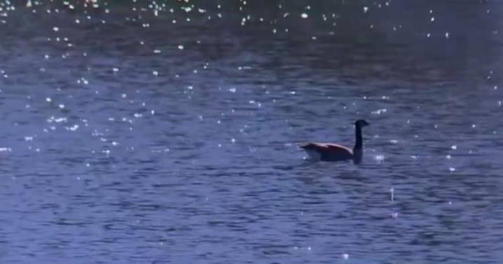 Sick Canada Geese in El Dorado County: bird flu confirmed