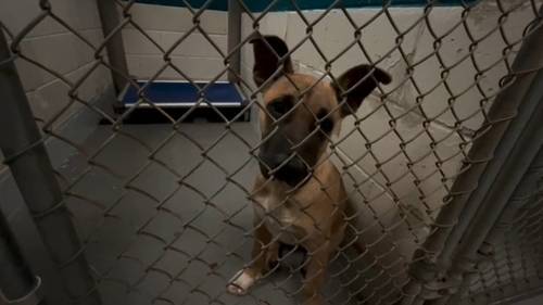 Wake County Animal Center offers discount on dogs, cats adoptions in October