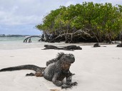 El descubrimiento que explica cómo surgieron los reptiles modernos