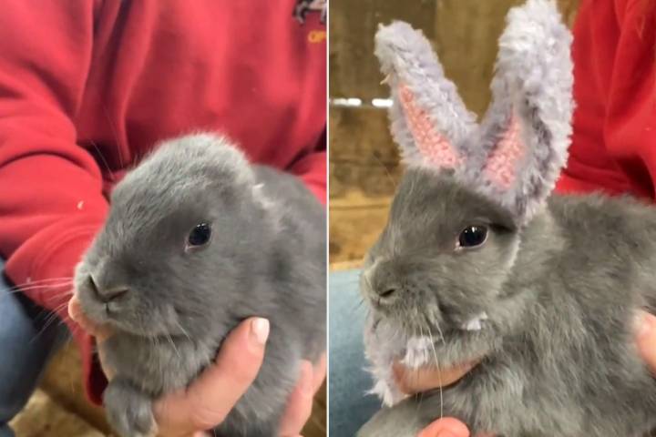 Rabbit Born Without Ears Dons a Crocheted Pair to Blend in with Family