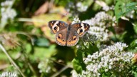 Why this reporter loves bugs and the coolest ones to find this fall