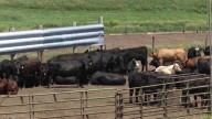 'Let the market work': State leaders pushback on President Trump's Argentina beef imports idea