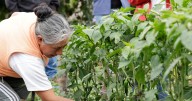 Productores chilangos apuestan por la Copa Mundial de la FIFA 2026 para elevar sus ventas