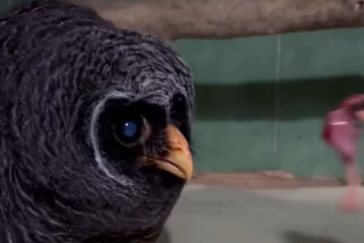 Video. Liberaron un ejemplar de lechuza negra en la selva misionera