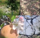 How Climate Change is Reshaping Kashmir’s Fruit Industry