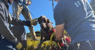 A San Francisco dog wags its tail and kisses rescuers after it's plucked from the side of a cliff