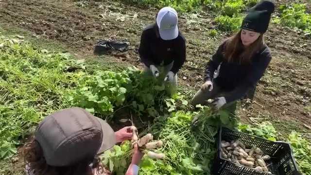 NH Gleans program hopes to address increased need for food assistance