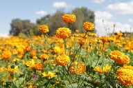 Tiñen campos de Cempasúchil de naranja a Tecámac para el Día de Muertos