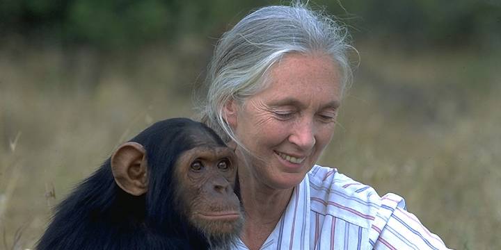El crucial legado de Jane Goodall, la experta británica en primates que mejor comprendió a los animales