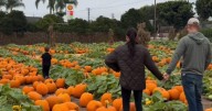 Meghan Markle posts family video with Archie and Lilibet as Harry carves pumpkins