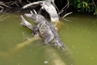 Atienden reportes por los frecuentes avistamientos de cocodrilos en Progreso y Celestún