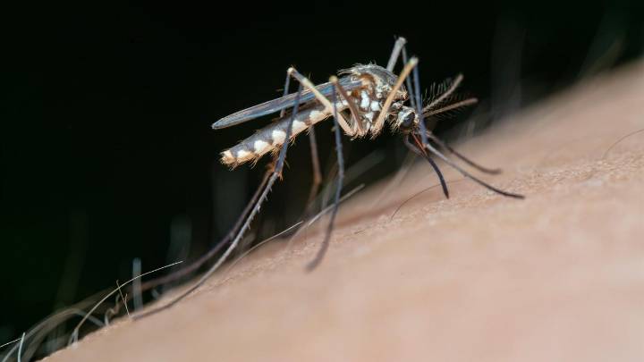 Declarada alerta por circulación del Virus del Nilo en tres provincias andaluzas