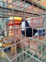Refuerzan los controles rurales y ambientales para proteger a los productores y la biodiversidad provincial