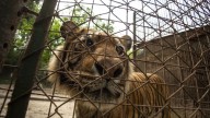 Comenzó la misión de emergencia para salvar a más de 60 animales de un zoológico clausurado