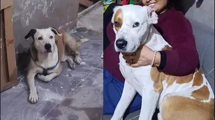 Comas: familia busca a perritos Coco y Capitán que desaparecieron hace casi 15 días